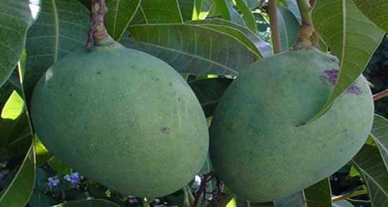 مضرات انبه سبز ؛ نکاتی مهم درباره عوارض خوردن انبه سبز و نارس