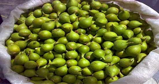 مضرات انجیر نارس ؛ انجیر سبز و نارس مصرف نکنید چون باعث زخم دهان و لب می شود