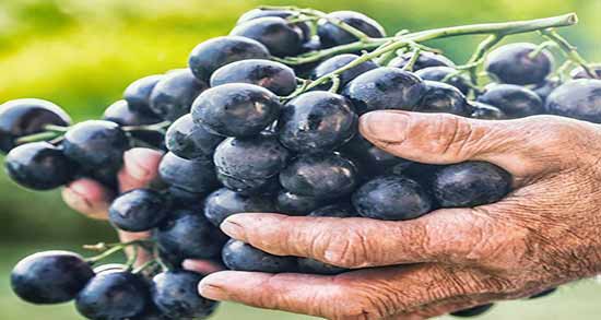 مضرات انگور برای معده ؛ عوارضی که خوردن انگور برای ناراحتی معده دارد