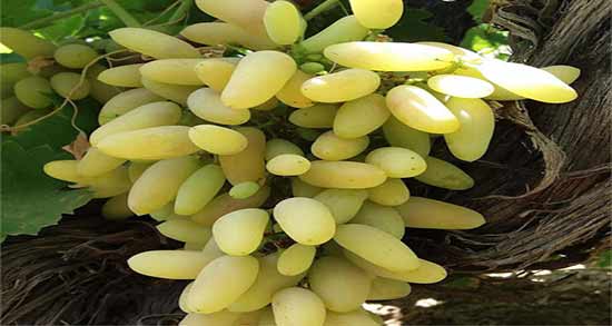 مضرات انگور ریش بابا ؛ آشنایی کامل با میوه انگور ریش بابا و مضراتش