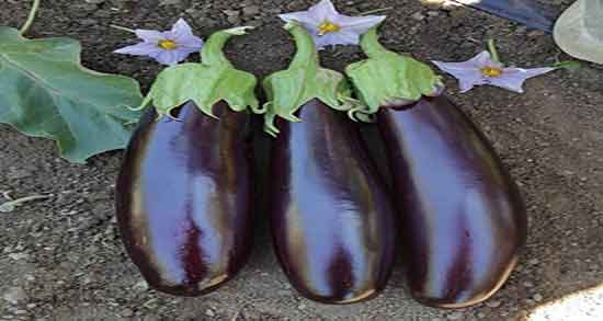 مضرات بادمجان برای کلیه