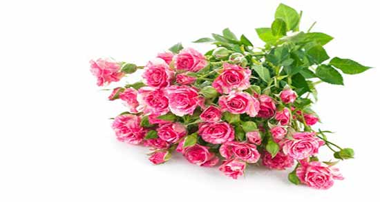 مضرات گلاب برای صورت ؛ استفاده از گلاب چه ضرری برای پوست دارد