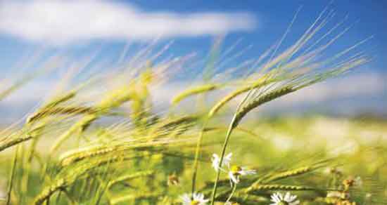 تعبیر خواب باد تند وزیدن ، معنی باد تند وزیدن در خواب های ما چیست