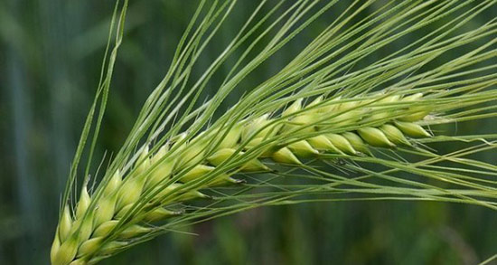 تعبیر خواب گندم برای زن باردار ، معنی دیدن گندم برای زن باردار در خواب