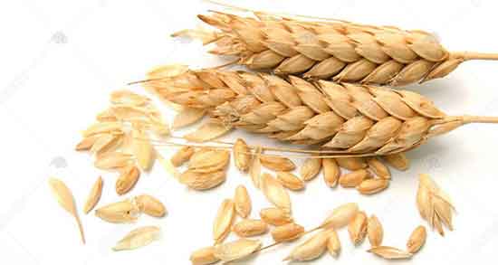 تعبیر خواب گندم چیست ، معنی دیدن گندم در خواب های ما چیست