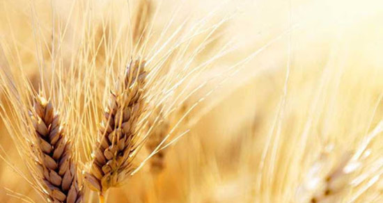 تعبیر خواب گندم و آرد ، معنی دیدن گندم و آرد در خواب های ما چیست
