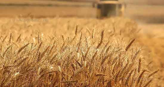 تعبیر خواب کاه گندم ، معنی دیدن کاه گندم در خواب های ما چیست