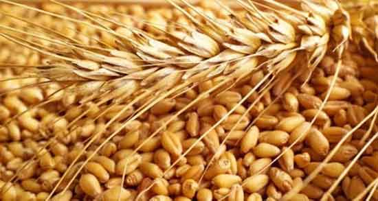 تعبیر خواب کاشتن گندم ، معنی کاشتن گندم در خواب های ما چیست
