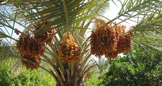 تعبیر خواب خوشه خارک ، معنی دیدن خوشه خارک در خواب های ما چیست
