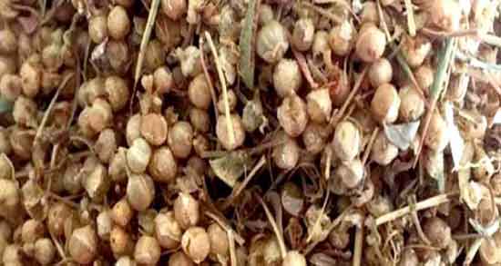 افتیمون و سرطان ؛ درمان سرطان و جلوگیری از بدخیم شدن آن