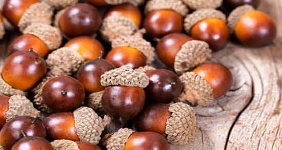 خواص بلوط برای دیابت ؛ کاربرد دارویی میوه بلوط برای درمان دیابت