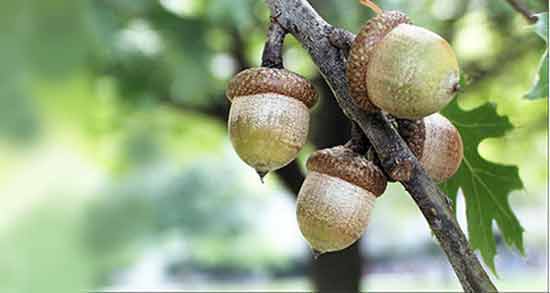 خواص بلوط برای روده ؛ بلوط دارای مقدار فراوان فیبر است برای سلامت روده