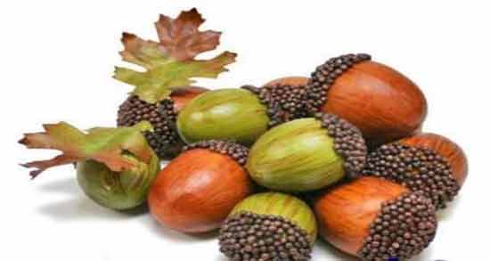 خواص بلوط برای مو ؛ بلوط به دلیل داشتن مواد مغذی از ریزش مو جلوگیری می کند