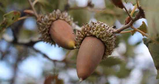 خواص بلوط در طب سنتی ؛ خاصیت درمانی و دارویی بلوط از نظر طب سنتی