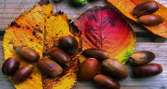 خواص بلوط وحشی ؛ خاصیت درمانی و عالی میوه بلوط وحشی برای بدن