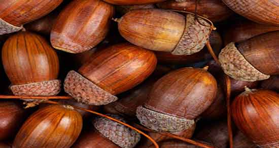 خواص بلوط کوهی ؛ بررسی خواص و ارزش غذایی بلوط کوهی
