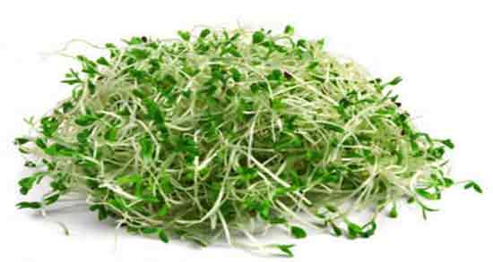 خواص جوانه یونجه و شبدر ؛ خاصیت خوردن جوانه یونجه با جوانه شبدر
