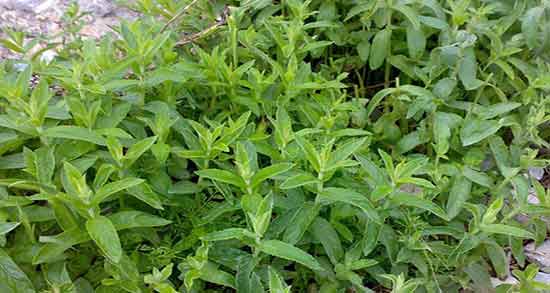 خواص پونه برای سرماخوردگی ؛ تقویت ایمنی بدن با مصرف پونه