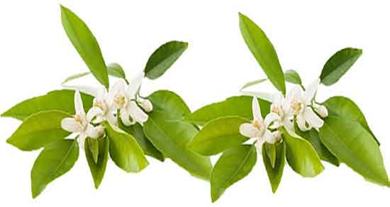 طریقه مصرف بهار نارنج خشک ؛ چگونه از خواص آن بهره مند شویم؟
