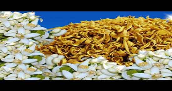 عوارض بهار نارنج در چای ؛ چه تاثیراتی در خواب دارد؟