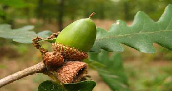 فواید بلوط برای معده ؛ رابطه بین مصرف بلوط و درمان معده درد