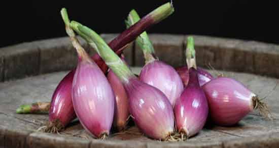 مضرات پیاز برای سگ ؛ خوردن پیاز برای کدام بیماری ها ضرر دارد