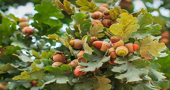 نحوه مصرف بلوط برای معده ؛ برای تسکین درد معده چگونه بلوط را بخوریم