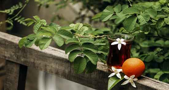 نحوه نگهداری بهار نارنج ؛ در چه مکان و چه دمایی نگه داشته شود؟