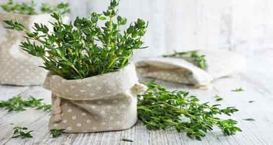 خواص آویشن برای ریه ؛ آویشن در درمان بیماری‌ های ریوی موثر است