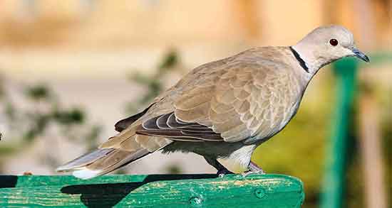 خواص گوشت یاکریم ؛ خواص درمانی گوشت قمری و گنجشک و مار و پنگوئن