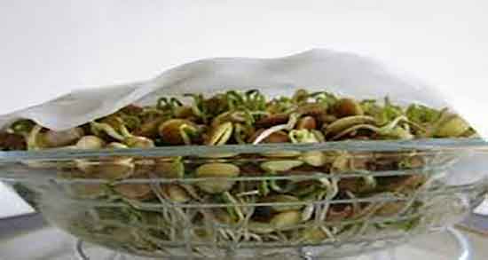 خواص عدس سبز برای کم خونی ؛ فواید استفاده از عدس سبز و درمان کم خونی