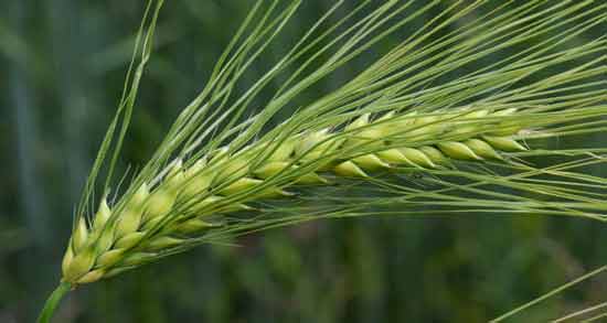 گیاه جو چیست ؛ آشنایی با خواص ، مضرات و کاربردهای گیاه جو
