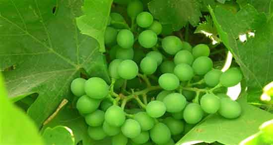 خواص غوره ؛ و آبغوره برای کبد و دیابت و پوست و طبع غوره شور و ترشی غوره