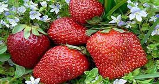 خواص توت فرنگی و مضرات ؛ فواید توت فرنگی و عوارض آن