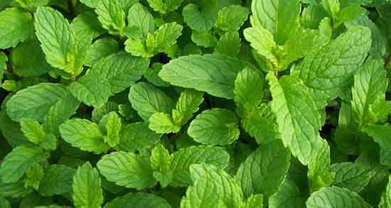 خواص دمنوش پونه ؛ برای لاغری و ریه و آویشن و کبد و عوارض دمنوش پونه کوهی