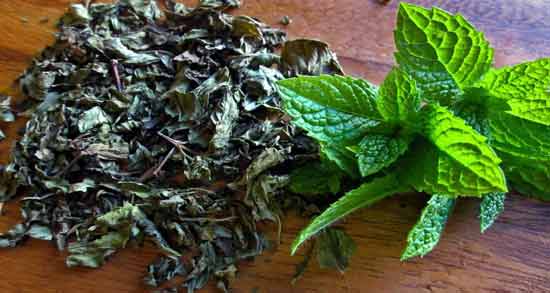 طرز تهیه چای نعناع خشک ؛ روش تهیه چای نعناع خشک با خواص درمانی فراوان