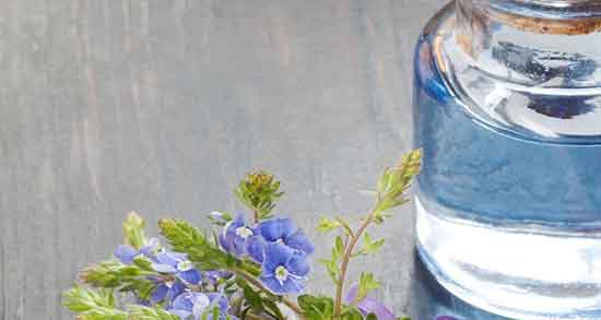 خواص عرق کاسنی ؛ برای مردان و قند خون و اگزما و زنان و موی سر با عسل در بارداری