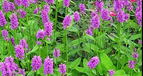چای کوهی در پریودی ؛ خاصیت دمنوش چای کوهی برای خونریزی رحم