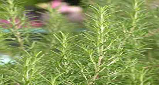 چای کوهی و فیبروم ؛ ایا چای کوهی برای فیبروم خوب است یا نه