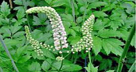 چای کوهی و فشار خون ؛ فواید چای کوهی فشار خون را بالا میبرد