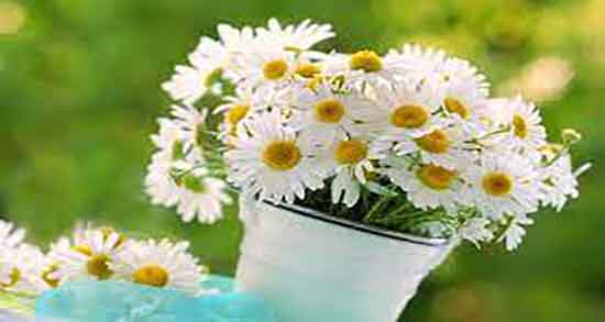 فواید دمنوش بابونه برای ریه ؛ خاصیت درمان ریه با دمنوش بابونه