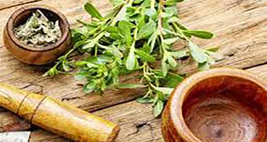 فواید خرفه برای زنان ؛ خواص خرفه برای زنان باردار چیست