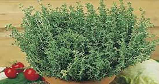 فواید و مضرات دمنوش آویشن ؛ خواص و مضرات دمنوش آویشن چیست
