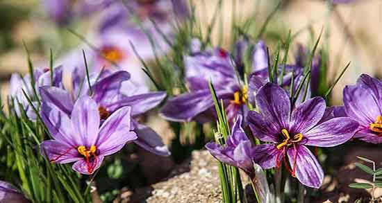 فواید زعفران برای مغز ؛ خواص مصرف زعفران برای ارامش اعصاب