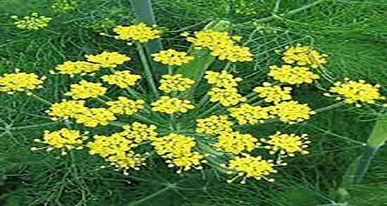 طرز تهیه جوشانده رازیانه برای موهای زائد ؛ رازیانه برای رفع موهای زائد