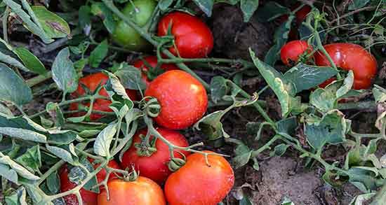 خواص گوجه فرنگی برای اسپرم ؛ فواید گوجه فرنگی برای پروستات مردان