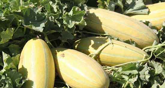 خواص خربزه برای کبد چرب ؛ فواید خوردن خربزه برای کبد چرب