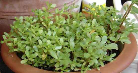 خواص خرفه در سبزی خوردن ؛ طریقه مصرف سبزی خرفه چیست