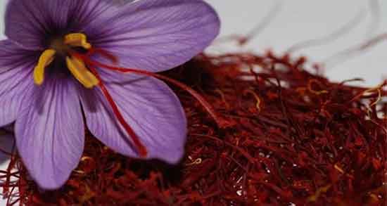 خواص زعفران برای قناری ؛ فواید زعفران برای تقویت صدای قناری