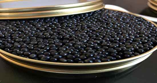خاویار در کدام دریا است ؛ ماهی خاویار مال کدام دریا است